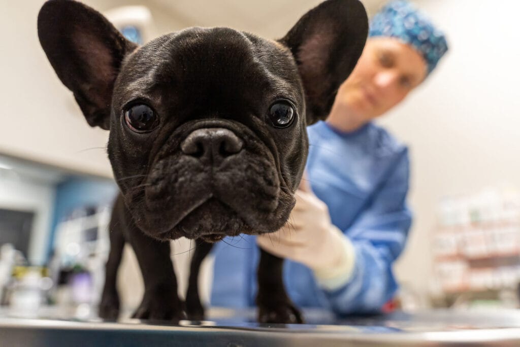 French bulldog examined by veterinarian on table.
