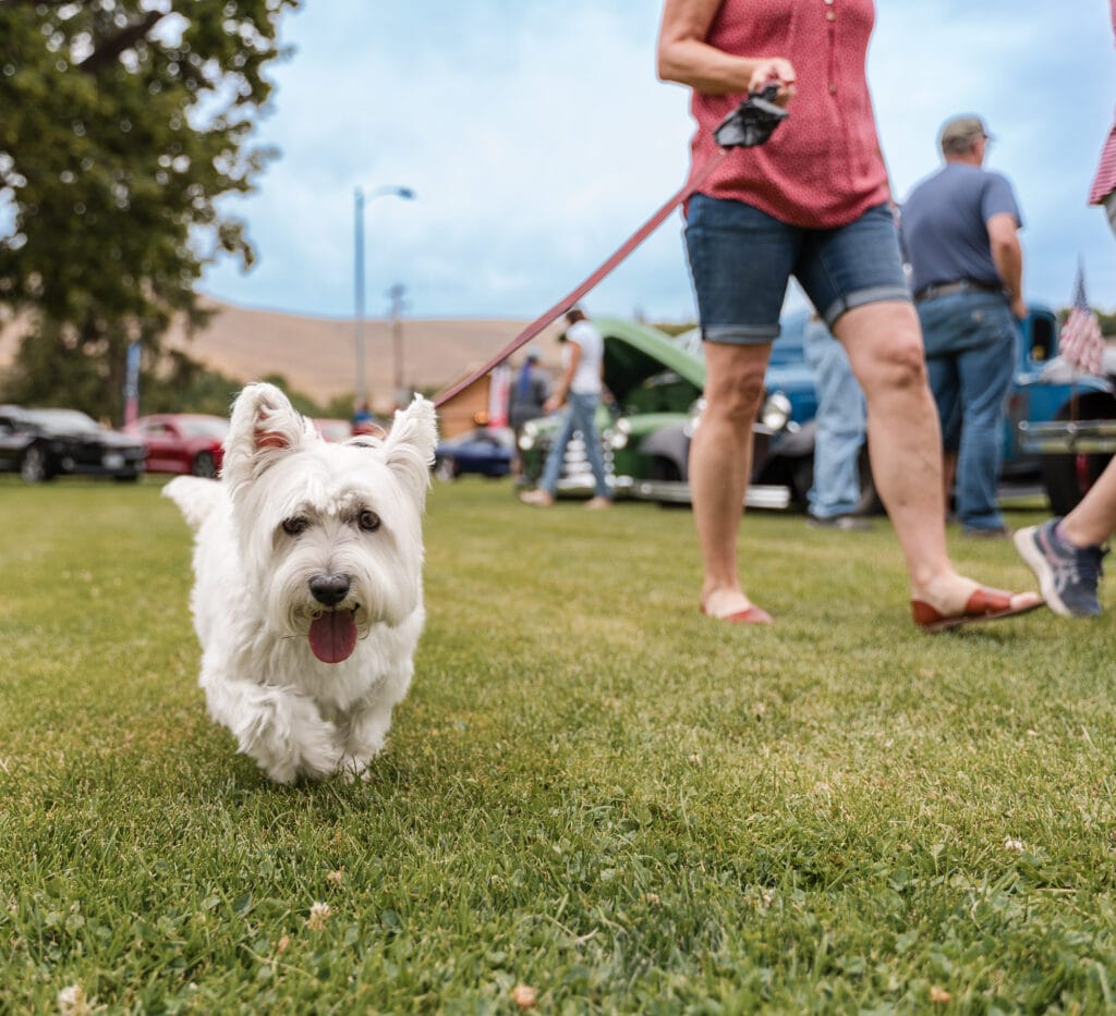 White dog walking on grass at outdoor event.