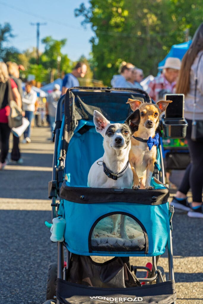 Two dogs in stroller at outdoor market